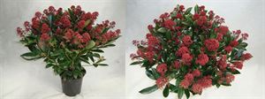 Afbeelding van Skimmia planten met 40-50 bloemen.