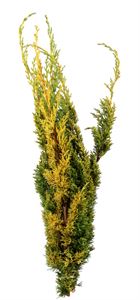 Afbeelding van Juniperus Chin. plumosa Aurea.