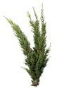 Afbeelding van Juniperus m. Blaauw