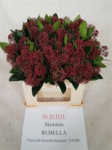 Afbeelding van Skimmia jap.Rubella 30cm bosje van 10 bloem