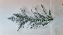 Afbeelding voor categorie Eucalyptus 